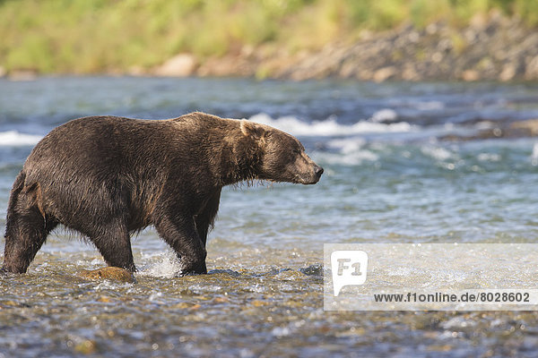 Braunbär  Ursus arctos  Wasser  Ecke  Ecken  gehen  Fluss  seicht  Bär