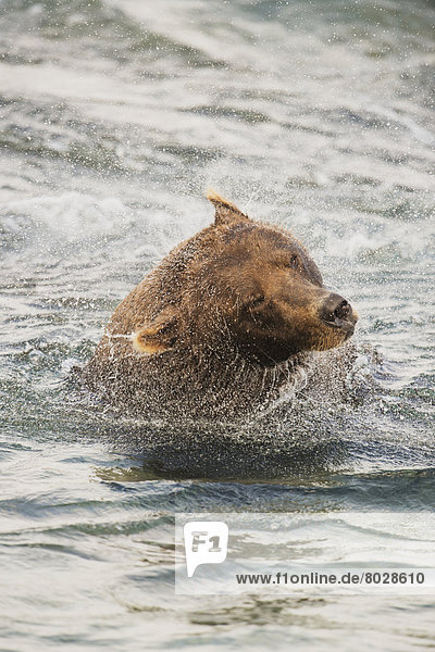 Braunbär  Ursus arctos  Wasser  angeln  Lachs  Bär