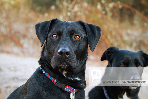 Portrait of two black dogs sitting outside on a frosty morning near yosemite national park Coulterville california united states of america