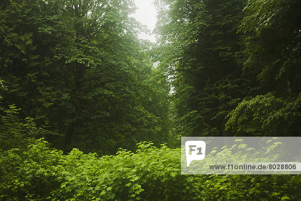 Braut  Vitalität  grün  Wald  Regen  britisch  Kanada  dicht  Dickicht