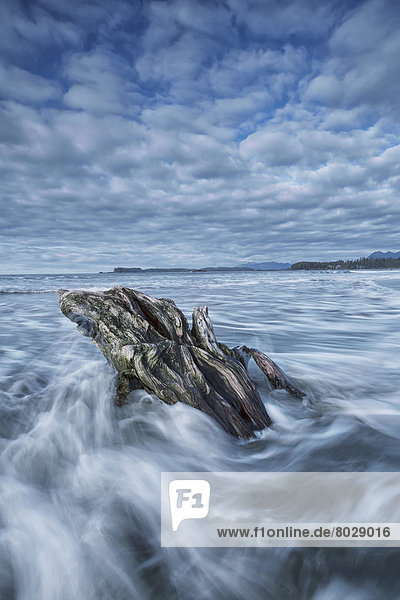 The tide coming in and flowing around a sunken piece of driftwood chesterman beach Tofino vancouver island british columbia canada