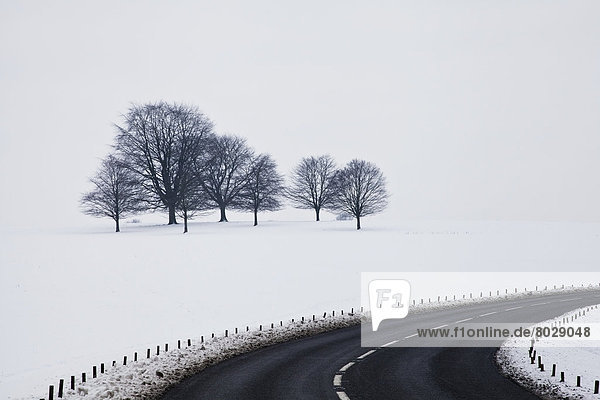 Biegung  Biegungen  Kurve  Kurven  gewölbt  Bogen  gebogen  bedecken  Baum  Fernverkehrsstraße  Feld  Schnee