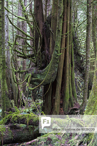 The rainforest in pacific rim national park vancouver island British columbia canada