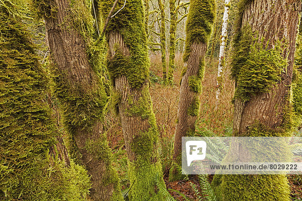 Moss covered trees along a river on vancouver island British columbia canada