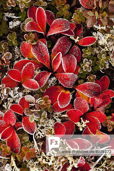 Nationalpark  bedecken  Vielfalt  Herbst  Denali Nationalpark  Laub  Frost