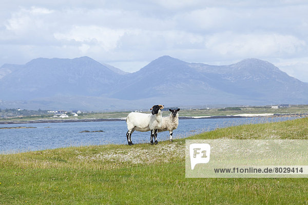 nahe  stehend  Ecke  Ecken  Schaf  Ovis aries  Hintergrund  Gras  Ballyconneely  Bucht