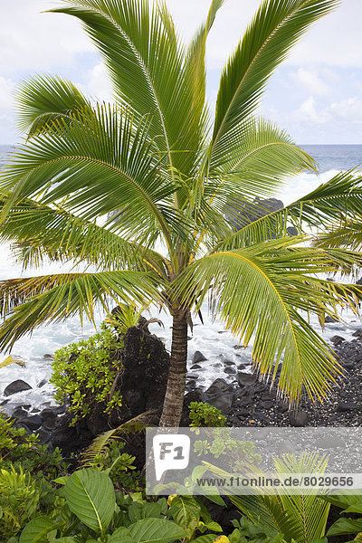 Wasserrand Amerika Baum Küste Palme vorwärts Verbindung Hana Hawaii Maui Wellen brechen