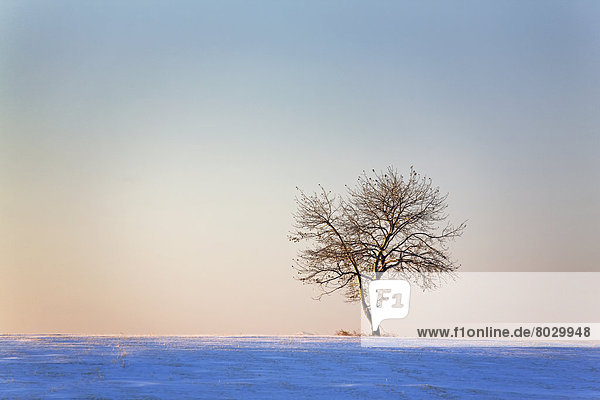 beleuchtet  bedecken  Wärme  Baum  Einsamkeit  Beleuchtung  Licht  Himmel  Sonnenaufgang  Feld  blau  1  Schnee