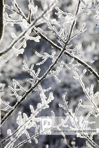 Close up of frosted branches Alberta canada