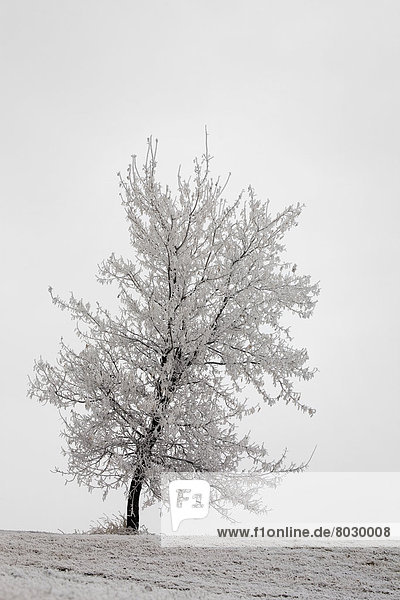 bedecken  Tag  Baum  Hügel  Kälte  1  Bewölkung  bewölkt  bedeckt  Schnee