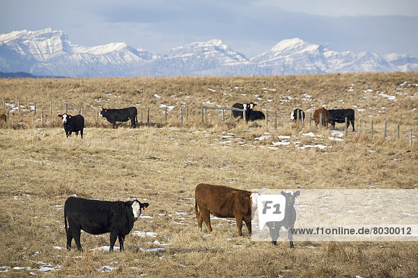 Cattle in a field with snow covered mountains in the background Cochrane alberta canada