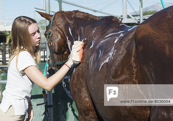 Teenage girl cleaning a horse Malaga spain
