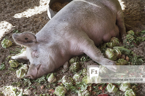 Domestic pig sleeping Saskatchewan canada
