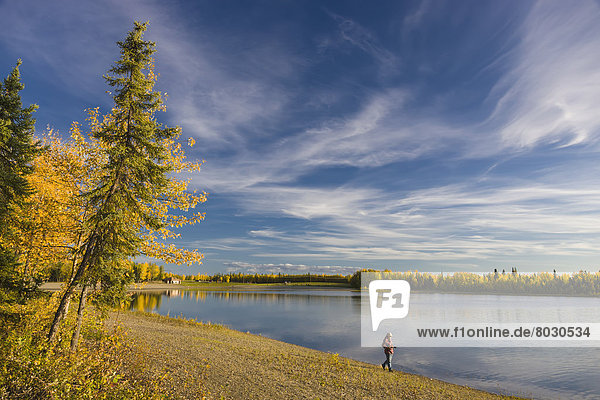Mann  Amerika  gehen  Strand  See  Herbst  Verbindung  Zimmer  Chena River  Alaska  Fairbanks  Entspannung