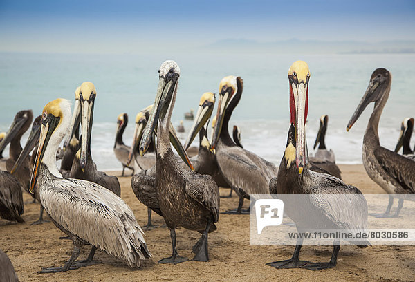 Pelicans on the beach Puerto vallarta mexico
