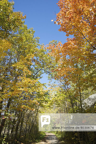 Farbaufnahme  Farbe  Weg  Wald  Herbst
