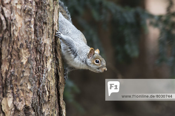 A grey squirrel making it's way down a tree trunk Middlesborough teeside england