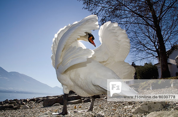 A swan ruffles it's feathers on the shore Locarno ticino switzerland