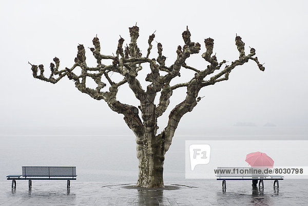 A tree and a person with a red umbrella at the water's edge Ascona ticino switzerland
