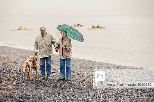 Senior couple walking dog on the beach at Lowell Point  kayakers in the background  rainy day  summer  Seward  Southcentral Alaska  USA