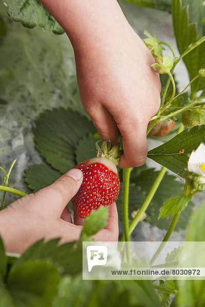 Detail of child's hand picking organiclly grown Strawberries out of a raised bed garden  Anchorage  Southcentral Alaska  USA. MR Smith-Pia-Marie