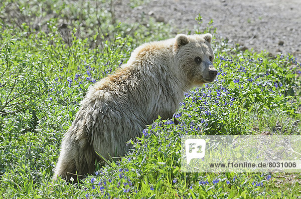 Grizzlybär  ursus horibilis  Grizzly  Blume  gehen  Bundesstraße  Denali Nationalpark  Bär  Alaska  Glocke  läutend