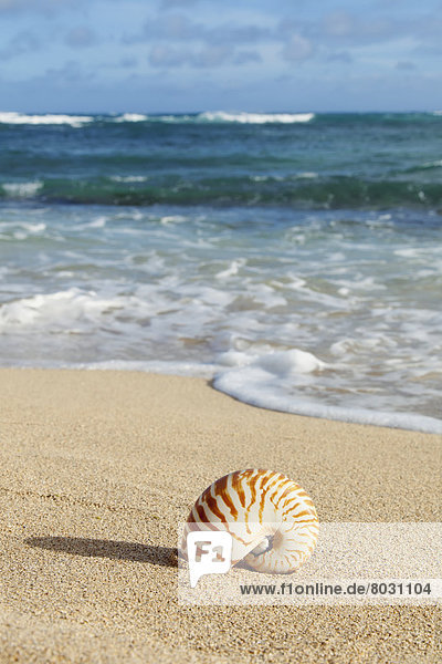 Amerika Strand Verbindung Schnecke Gastropoda Hawaii Honolulu Oahu