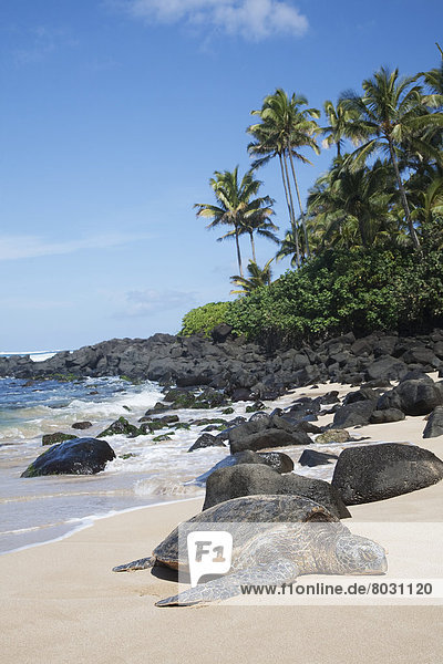 Amerika Strand Landschildkröte Schildkröte Verbindung Hawaii North Shore Oahu