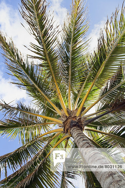 Detail  Details  Ausschnitt  Ausschnitte  Schönheit  Amerika  Baum  Palme  Verbindung  unterhalb  Hawaii  Honolulu  Oahu