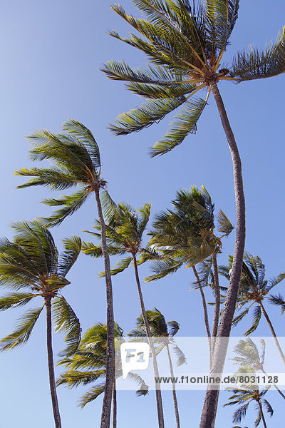 Amerika  blasen  bläst  blasend  Baum  Wind  Verbindung  Hawaii  Honolulu  Oahu