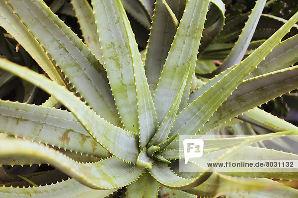 hoch  oben  nahe  Aloe Aloe Vera  Amerika  Pflanze  Verbindung  Hawaii  Honolulu  Oahu