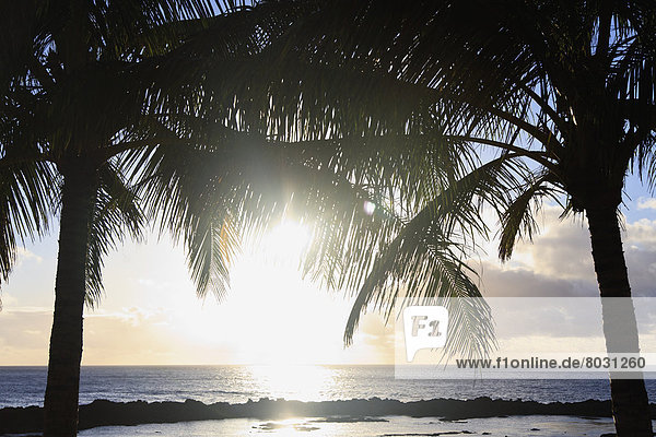 Wasser  Amerika  Ecke  Ecken  Baum  Spiegelung  Sonnenlicht  2  Verbindung  Hawaii  Honolulu
