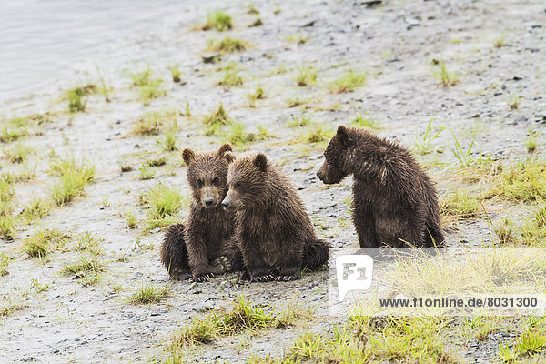 Braunbär  Ursus arctos  Nationalpark  Fisch  Pisces  warten  bringen  See  Fluss  3  mount Chinitna  Jungtier  Mutter - Mensch  Bank  Kreditinstitut  Banken  Bucht