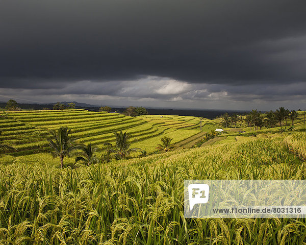 passen  Schönheit  Wolke  Dunkelheit  über  Feld  Reis  Reiskorn  Bali
