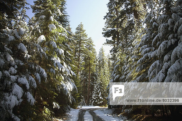 nahe  Schnee  Landschaftlich schön  landschaftlich reizvoll  Fluss  Mount Hood  Kapuze  Oregon