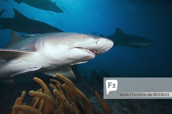 Grand Bahamas  West End  Lemon Shark (Negaprion brevirostris) underwater with remoras.
