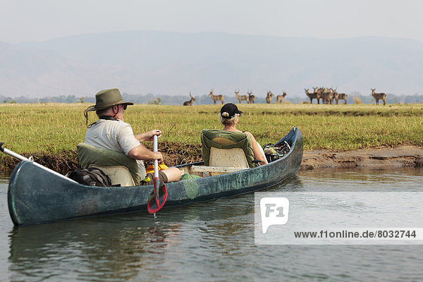Africa  Zimbabwe  Mana Pools National Park  on safari  couple canoeing on the Zambezi River  Impala in background