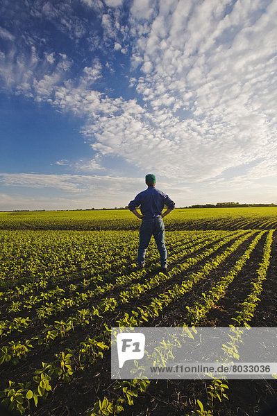 A Farmer In His Early Growth Soybean Field Near Lorette  Manitoba  Canada