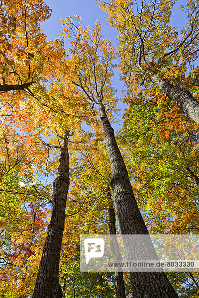 Farbaufnahme  Farbe  Baum  Herbst  Ländliches Motiv  ländliche Motive  Algonquin Provincial Park  Ahorn