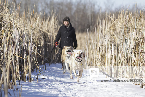 Two Dogs Running In Marsh Of Assiniboine Forest  Winnipeg Manitoba Canada