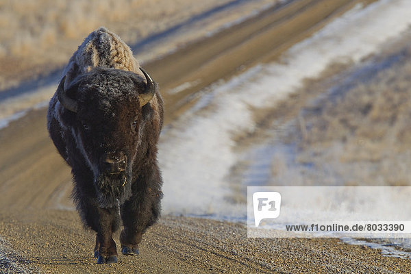 bedecken  Fernverkehrsstraße  Wiese  Bison  Frost