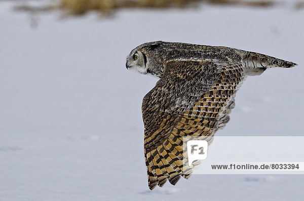 Great Horned Owl In Flight  Saskatchewan Canada