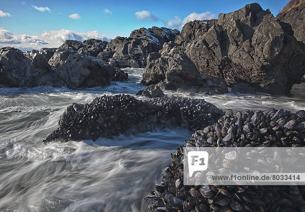 Muschel Nationalpark Felsbrocken bedecken Pazifischer Ozean Pazifik Stiller Ozean Großer Ozean
