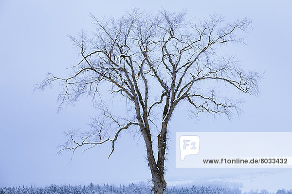 Snow-Covered Tree  Saint-Adrien-D'irlande Quebec Canada