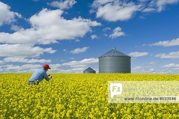 Farmer In Bloom Stage Mustard Field With Grain Bin  Ponteix Saskatchewan Canada
