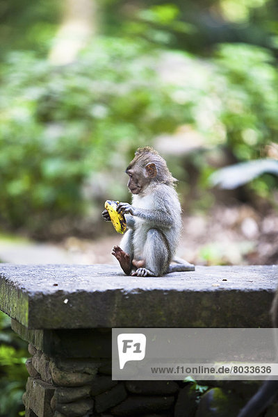 Monkey Peeling A Banana In Sacred Monkey Forest  Ubud  Bali  Indonesia