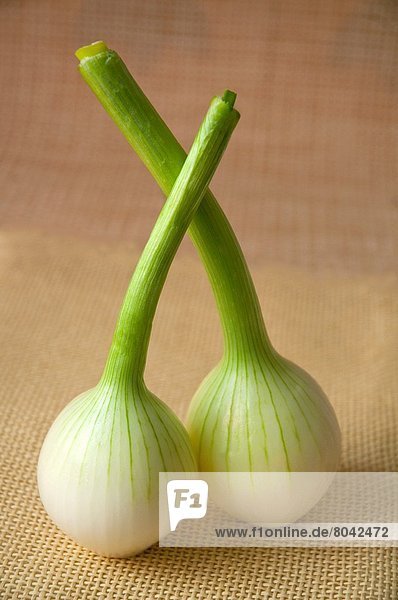 Two onions. Still life.