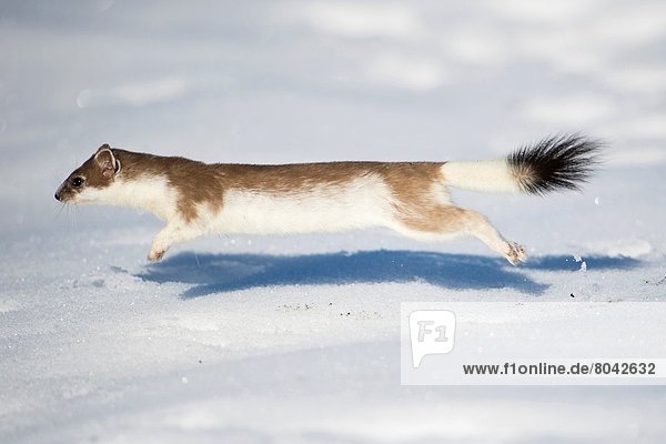 stoat jumping