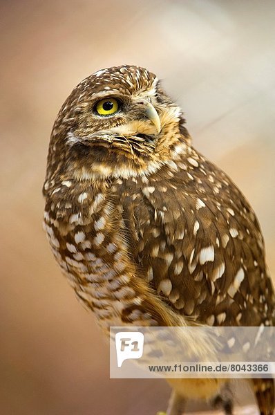 Burrowing Owl (Athene  cunicularia).