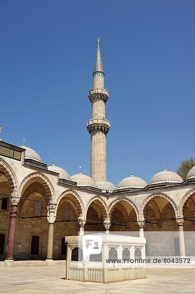 Truthuhn  Istanbul  Türkei